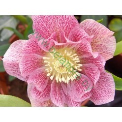 Морозник Double Ellen Pink (x1) р.I